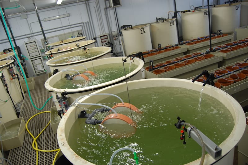 Rearing tanks at the MITO Group hatchery